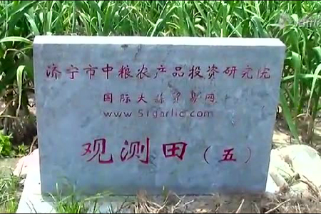 2015年金鄉(xiāng)大蒜面積調研（一） (1777播放)