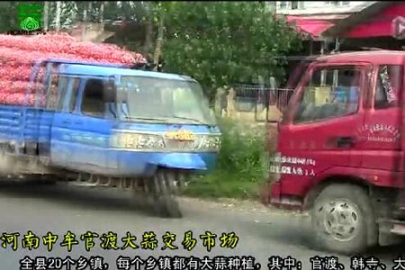 2015年大蒜收購?fù)緦?shí)錄3——記河南中牟大蒜市場 (2379播放)