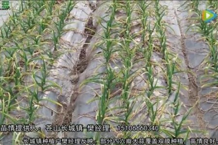 返青前大蒜苗情大展示（一） (2578播放)