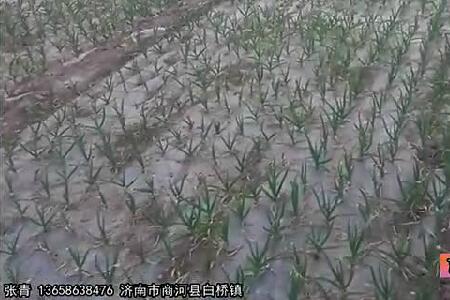 2016年商河大蒜苗情及產(chǎn)量預(yù)估 (2771播放)