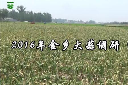 2016年金鄉(xiāng)大蒜調(diào)研（下集） (3760播放)