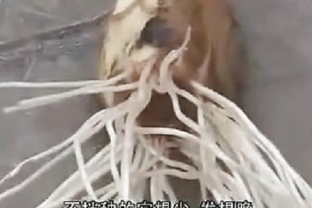 金鄉(xiāng)大蒜種植技術(shù)--秋后播種 (3684播放)