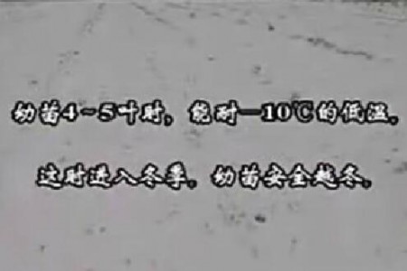 大蒜種植技術(shù)--苗田管理技術(shù) (4155播放)