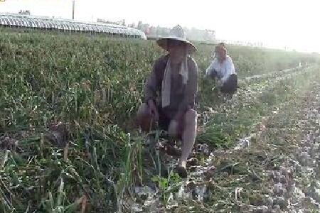 蒜商閆錦河、農(nóng)戶采訪綜合篇—“老石說市”第一期 ()
