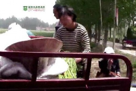 金鄉(xiāng)蒜苔喜獲豐收—“老石說市”第十一期 (2922播放)