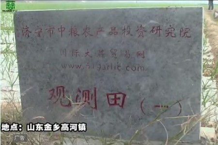 2015年金鄉(xiāng)觀測田新蒜長勢記錄—“老石說市”第十六期 (4675播放)