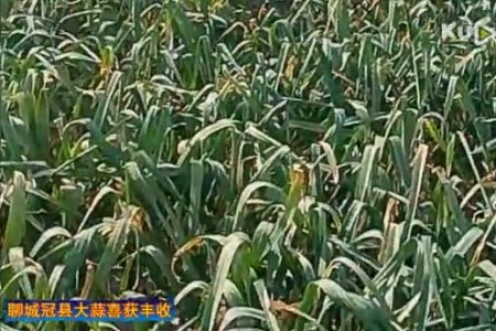 聊城冠縣大蒜喜獲豐收　【拍客：冠縣苗子】 (1515播放)