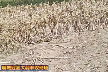 聊城冠縣大蒜 豐收在即即將上市　【拍客：冠縣苗子】 (1535播放)