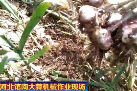 館陶大蒜機(jī)械化收獲  促蒜農(nóng)增收　【拍客：館陶強(qiáng)哥】 (1504播放)