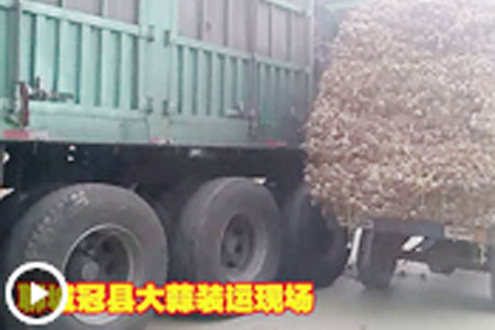 好蒜不怕巷子深 收購(gòu)商齊聚冠縣 冠縣蒜農(nóng)喜開(kāi)顏　【拍客：冠縣苗子】 (3169播放)