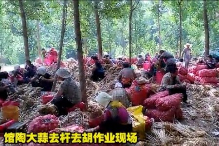 累并快樂著——記2015年館陶大蒜豐收　【拍客：館陶強哥】 (3087播放)
