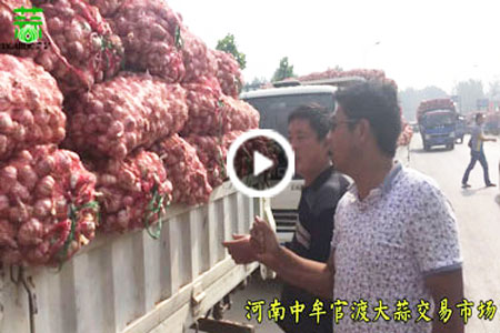 中牟官渡大蒜市場實(shí)錄　【拍客：中牟李奇】 (4586播放)