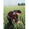 大量優(yōu)質(zhì)蒜苔，量大從優(yōu)