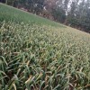 供應(yīng)鮮蒜（扒皮蒜）。洋蔥