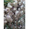 本人常年代收代辦，大量供應(yīng)蒜苔蒜頭，辮子蒜，蒜種。