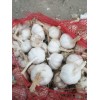 干蒜大量上市，紅1.75/1.85白1.9-2.1