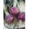 常年代收大蒜，蒜苔，洋蔥
