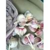 大量供應金鄉(xiāng)大蒜，冷庫出租