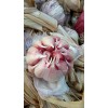本人常年代收代辦，臨清大蒜蒜種。