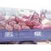 金鄉(xiāng)周邊蒜菏澤蒜，各種等級?？梢詢陡鞣N噸位貨。長年大量代收，