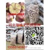 河北瑞峰無芯蒜原種，抗病，高產(chǎn)。