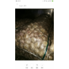常年供應(yīng)大蒜，蒜苔！！常年有貨