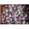 大量供應金鄉(xiāng)大蒜 蒜薹！貨物配資