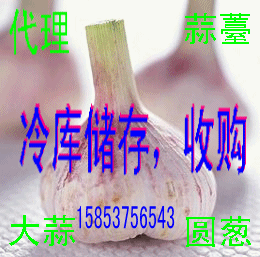 常年供應(yīng)大蒜，蒜薹，洋蔥，辣椒，