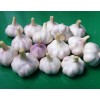 大量供應(yīng)金鄉(xiāng)蒜薹，大蒜