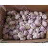專業(yè)代收金鄉(xiāng)大蒜、蒜薹、辣椒、冷庫出租