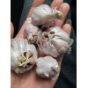 本大蒜，蒜干，色紅