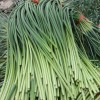 魚(yú)臺(tái)蒜苗已尾蒜苔即將大量上市