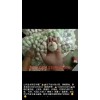 誠信代理金鄉(xiāng)大蒜，蒜苔，辣椒，洋蔥的加工、存儲、購銷等業(yè)務(wù)。