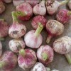 供應金鄉(xiāng)魚臺鮮蒜混級統貨