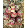 洋蔥入庫，預(yù)定中