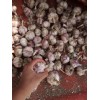 河南中牟大量早熟半干蒜，霉蒜開始了