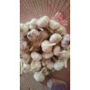 商河大蒜基地大量供應(yīng)紫皮紅蒜，脫水四六掰白蒜，