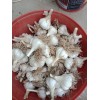 蒜農(nóng)直供優(yōu)質(zhì)4-6瓣脫水大蒜，蒜米料