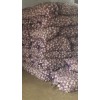 農(nóng)戶直供萊蕪白皮蒜種