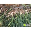 山東聊城辮子蒜。臨清辮子蒜