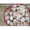 大蒜已進(jìn)入銷(xiāo)售高鋒期