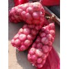 專業(yè)供應(yīng)洋蔥代購洋蔥