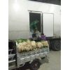 徐州豐縣昌盛食品公司專業(yè)代收大蒜，蒜苗，蒜薹，蒜黃