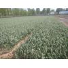 代收大蒜。洋蔥。香菜