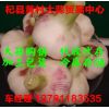 常年大量供應(yīng)杞縣大蒜(混級蒜、印尼蒜、扒米蒜、脫水蒜）