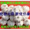 常年大量供應(yīng)杞縣大蒜(混級蒜、印尼蒜、扒米蒜、脫水蒜），質(zhì)優(yōu)價廉