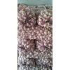 萊蕪白皮蒜種專業(yè)代購(gòu)