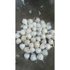 本人常年供應(yīng)永年大蒜蒜片干蒜米栗子瓣，小蒜瓣中瓣蒜頭