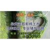 專業(yè)儲存金鄉(xiāng)蒜苔、冷庫出租、位置好