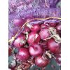 供應(yīng)，大蒜，蒜苔，洋蔥。
